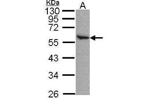 WB Image Sample(30 μg of whole cell lysate) A:H1299 12% SDS PAGE antibody diluted at 1:500
