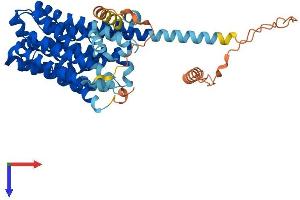 Solute Carrier Family 16 (Monocarboxylic Acid Transporters), Member 5 (SLC16A5) (AA 1-505) protein (His tag)