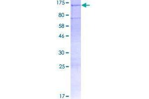Image no. 1 for G Protein-Coupled Receptor 113 (GPR113) (AA 1-1079) protein (GST tag) (ABIN1355570)