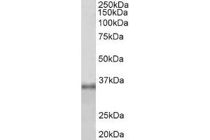 ABIN5539728 (1µg/ml) staining of HEK293 lysate (35µg protein in RIPA buffer). (Fibrillarin anticorps  (Internal Region))