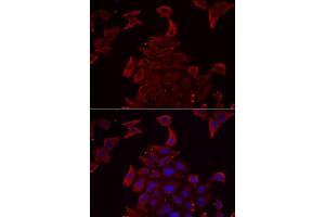 Immunofluorescence analysis of MCF7 cells using PDHX antibody. (PDHX anticorps  (AA 1-300))