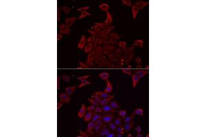 Immunofluorescence analysis of MCF7 cells using PDHX antibody. (PDHX anticorps  (AA 1-300))