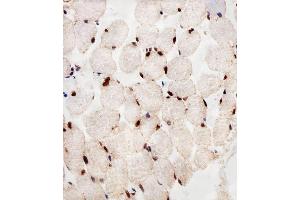Immunohistochemical analysis of paraffin-embedded H.
