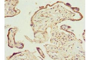 Immunohistochemistry of paraffin-embedded human placenta tissue using ABIN7164852 at dilution of 1:100 (PTGES2 anticorps  (AA 88-377))