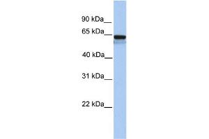 WB Suggested Anti-LCK Antibody Titration: 0. (LCK anticorps  (N-Term))