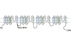 Representative domain view of the target of ABIN7043639.