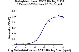 Immobilized Anti-ROR2 Antibody, hFc Tag at 0.