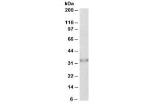 Western blot testing of human colon lysate with Caspase 6 antibody at 0. (Caspase 6 anticorps)