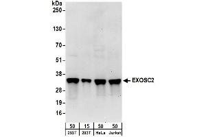 Western Blotting (WB) image for anti-Exosome Component 2 (EXOSC2) (AA 243-293) antibody (ABIN7449729)