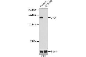 Western blot analysis of extracts from normal (control) and CTCF knockout (KO) 293T cells using CTCF Polyclonal Antibody at dilution of 1:1000. (CTCF anticorps)