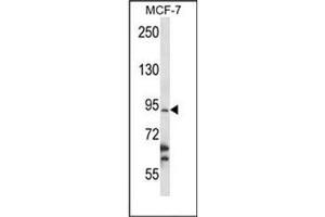 Western blot analysis of RBM28 Antibody (N-term) in MCF-7 cell line lysates (35ug/lane). (RBM28 anticorps  (N-Term))