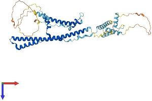AlphaFold protein structure predicition of Human Recombinant TADA3 Protein, UniprotID O75528