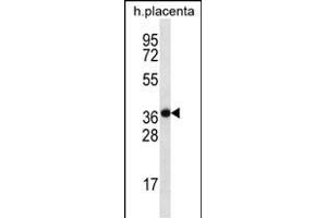 SLC38A8 Antibody (Center) (ABIN656617 and ABIN2845870) western blot analysis in human placenta tissue lysates (35 μg/lane). (SLC38A8 anticorps  (AA 149-177))