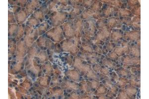 DAB staining on IHC-P; Samples: Rat Pancreas Tissue