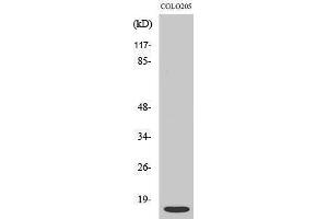 Western Blotting (WB) image for anti-ATP Synthase, H+ Transporting, Mitochondrial F0 Complex, Subunit E (ATP5I) (Internal Region) antibody (ABIN6283006)