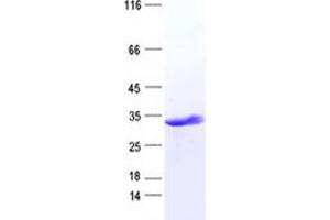 Validation with Western Blot