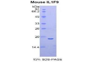 SDS-PAGE (SDS) image for Interleukin 1 Family Member 9 (IL1F9) (AA 5-149) protein (His tag) (ABIN1877796)