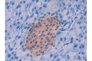 DAB staining on IHC-P; Samples: Mouse Pancreas Tissue (GPC4 anticorps  (AA 220-426))