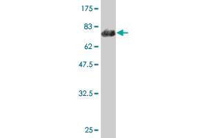 Western Blot detection against Immunogen (62.