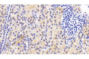 Detection of PRDX4 in Human Kidney Tissue using Polyclonal Antibody to Peroxiredoxin 4 (PRDX4) (Peroxiredoxin 4 anticorps  (AA 6-249))