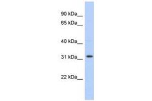 Image no. 1 for anti-Chromosome 1 Open Reading Frame 131 (C1orf131) (AA 107-156) antibody (ABIN6743683) (C1orf131 anticorps  (AA 107-156))