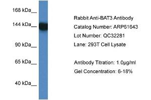 Western Blotting (WB) image for anti-Large Proline-Rich Protein BAT3 (BAT3) (C-Term) antibody (ABIN2788861) (BAT3 anticorps  (C-Term))