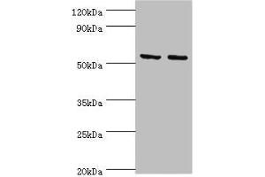 Western blot All lanes: Tyrosine--tRNA ligase, mitochondrial antibody at 15 μg/mL Lane 1: K562 whole cell lysate Lane 2: HepG2 whole cell lysate Secondary Goat polyclonal to rabbit IgG at 1/10000 dilution Predicted band size: 53 kDa Observed band size: 53 kDa (YARS2 anticorps  (AA 228-477))