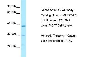 Western Blotting (WB) image for anti-Latexin (LXN) (N-Term) antibody (ABIN2790067) (Latexin anticorps  (N-Term))