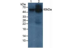 Western blot analysis of (1) Human 293T Cells and (2) Human HeLa cells. (Prosaposin anticorps  (AA 17-524))