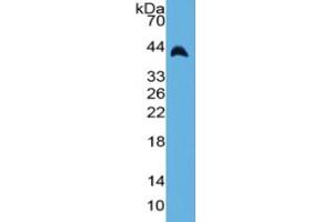 Guinea pig Capture antibody from the kit in WB with Positive Control: Sample Rabbit serum.