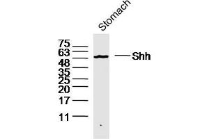 Mouse stomach lysates probed with Shh Polyclonal Antibody, unconjugated  at 1:300 overnight at 4°C followed by a conjugated secondary antibody for 60 minutes at 37°C.