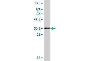Western Blot detection against Immunogen (34.