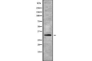Western blot analysis of MRPL2 using HuvEc whole cell lysates (MRPL2 anticorps  (C-Term))