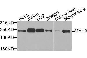 Western blot analysis of extracts of various cells, using MYH9 antibody. (Myosin 9 anticorps)