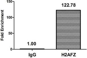 Chromatin Immunoprecipitation Hela (4*10 6 , treated with 30 mM sodium butyrate for 4h) were treated with Micrococcal Nuclease, sonicated, and immunoprecipitated with 5 μg anti-H2AFZ (ABIN7139193) or a control normal rabbit IgG.