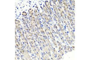 Immunohistochemistry of paraffin-embedded mouse stomach using MAPKBP1 antibody at dilution of 1:100 (x40 lens). (MAPKBP1 anticorps)