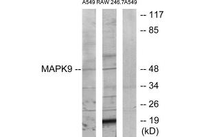 Western blot analysis of extracts from A549 cells and RAW264. (JNK2 anticorps  (Internal Region))