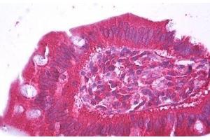 Anti-HFE2 antibody IHC staining of human small intestine. (HFE2 anticorps  (AA 93-174))