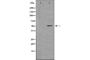 Western blot analysis of extracts of mouse muscle , using THRB antibody.
