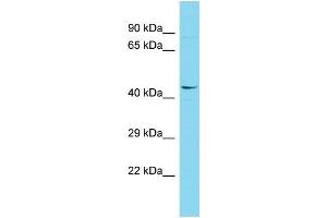Host: Rabbit Target Name: FAM222A Sample Type: 293T Whole Cell lysates Antibody Dilution: 1. (FAM222A anticorps  (N-Term))