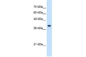 WB Suggested Anti-IFI44L Antibody Titration:  5. (IFI44L anticorps  (N-Term))