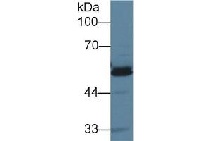 Detection of AGT in Mouse Liver lysate using Polyclonal Antibody to Angiotensinogen (AGT)