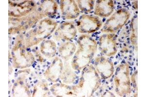 IHC testing of frozen mouse kidney tissue with CYP1A1 antibody.