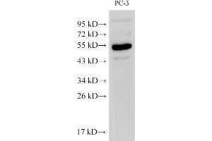Western Blot analysis of PC-3 cells using Chromogranin A Polyclonal Antibody at dilution of 1:500 (Chromogranin A anticorps)
