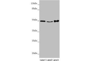 Western blot All lanes: MYLIP antibody at 4. (MYLIP anticorps  (AA 266-445))