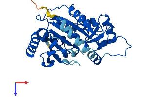 AlphaFold protein structure predicition of Human Recombinant PNP Protein, UniprotID P00491