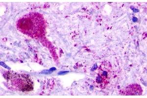 Image no. 1 for anti-G Protein-Coupled Receptor 68 (GPR68) (C-Term) antibody (ABIN1048863)