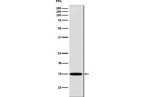 Western blot analysis of Galectin 7 expression in HACAT cell lysate.