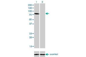 Western blot analysis of CD97 over-expressed 293 cell line, cotransfected with CD97 Validated Chimera RNAi (Lane 2) or non-transfected control (Lane 1). (CD97 anticorps  (AA 421-529))