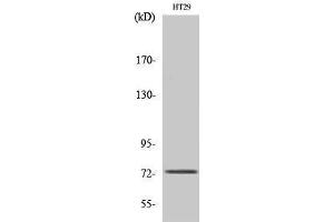 Western Blotting (WB) image for anti-Eomesodermin (EOMES) (N-Term) antibody (ABIN3174959) (EOMES anticorps  (N-Term))